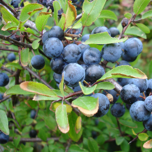 Kökény (Prunus spinosa)