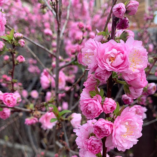 Babarózsa (Prunus triloba 'Rosenmund')