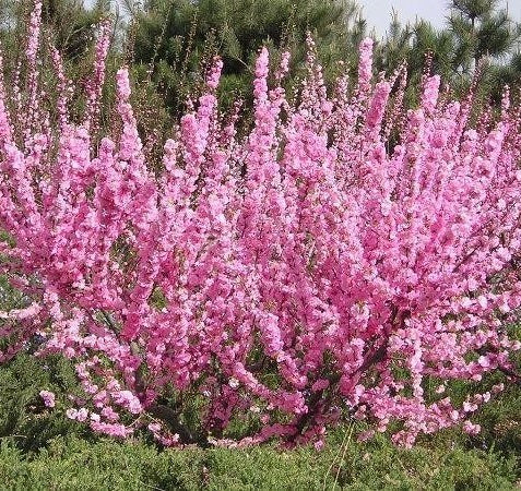 Babarózsa (Prunus triloba 'Rosenmund')