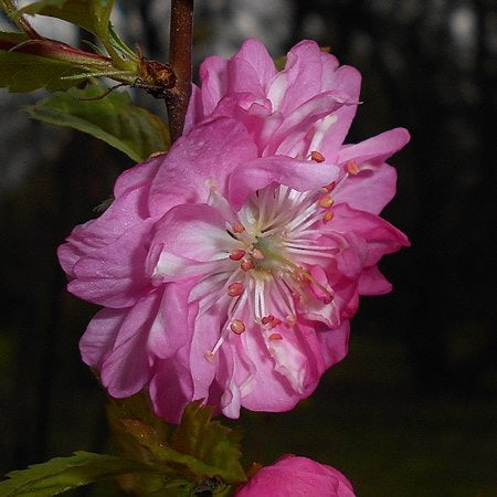 Babarózsa (Prunus triloba 'Rosenmund')