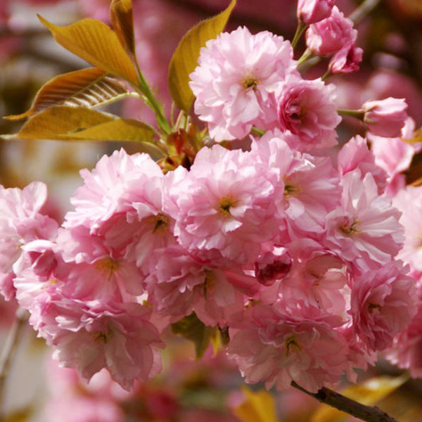 Babarózsa (Prunus triloba 'Rosenmund')