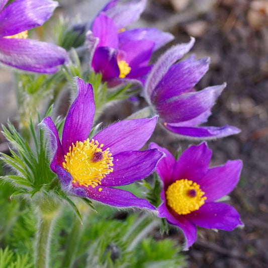 Nyugati kökörcsin (Pulsatilla vulgaris 'Pinwheel Blue Violet Shades')