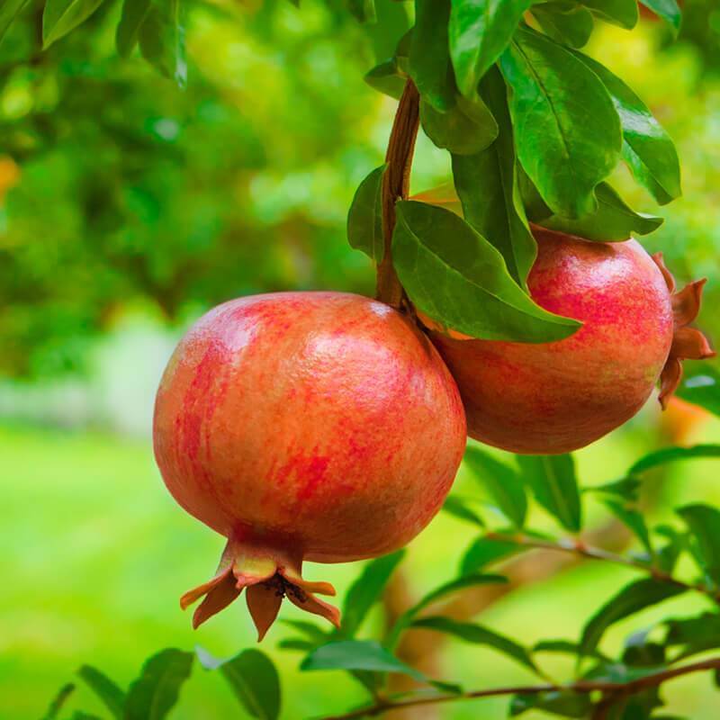 Termős gránátalma (Punica granatum)