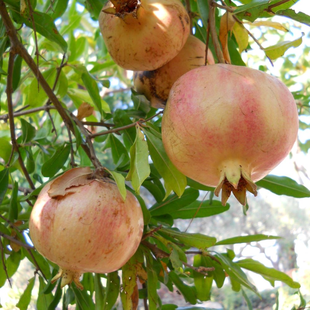 Termős gránátalma (Punica granatum)