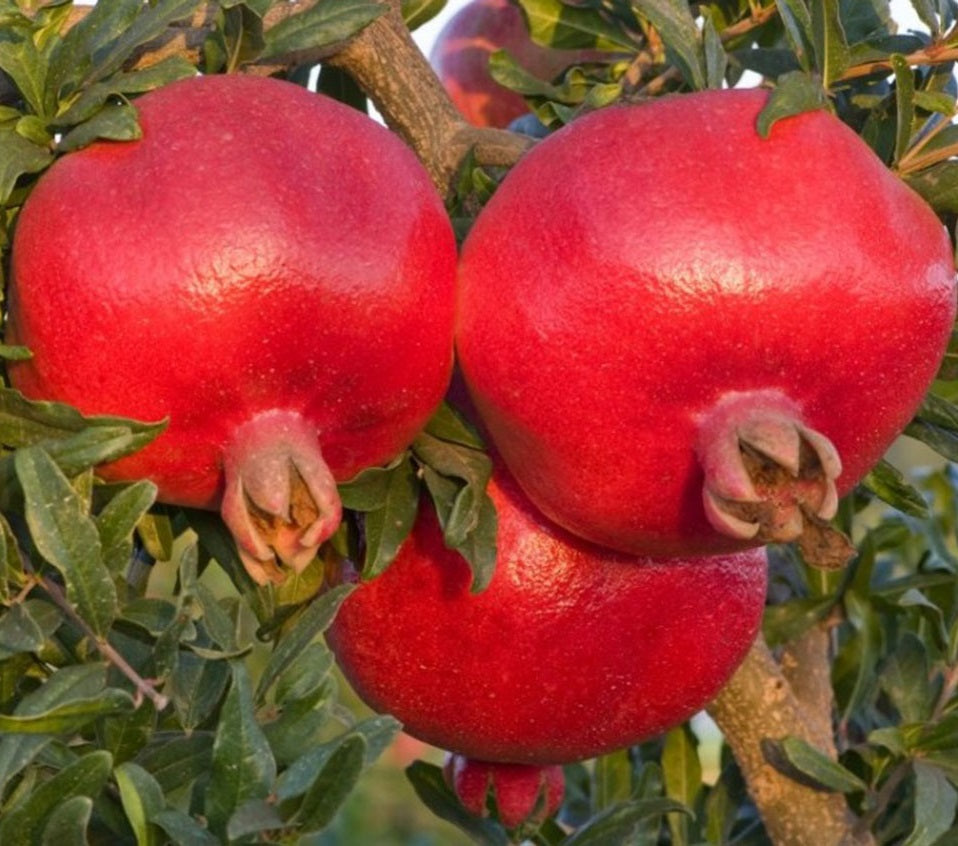 Termős gránátalma (Punica granatum 'Hicaz')