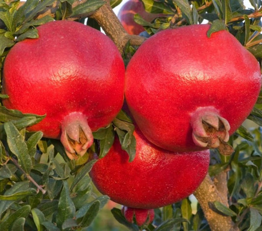 Termős gránátalma (Punica granatum 'Hicaz')