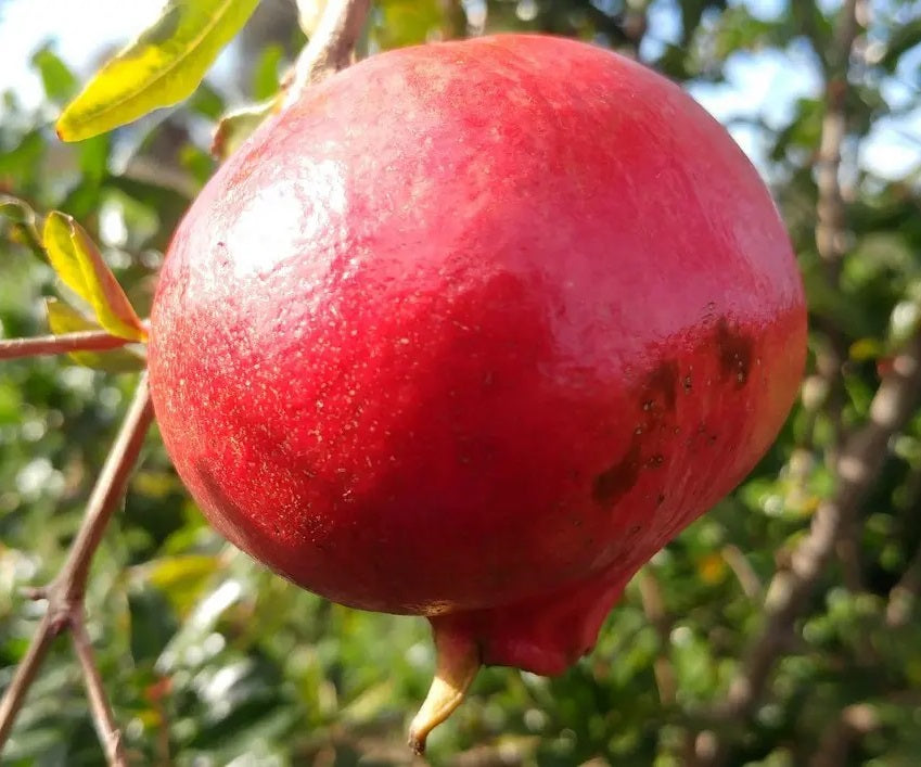 Termős gránátalma (Punica granatum 'Hicaz')