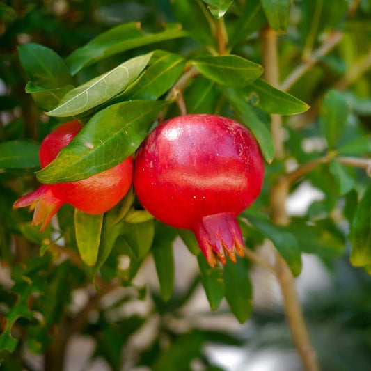 Termő gránátalma (Punica granatum 'Wonderful')