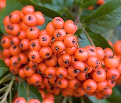 Tűztövis (Pyracantha 'Mohave')