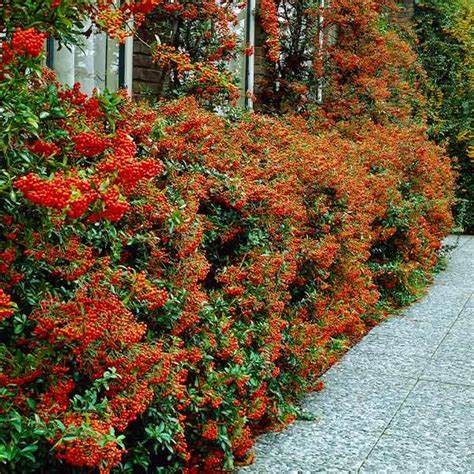 Tűztövis (Pyracantha 'Mohave')