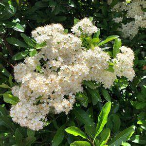 Tűztövis (Pyracantha 'Mohave')