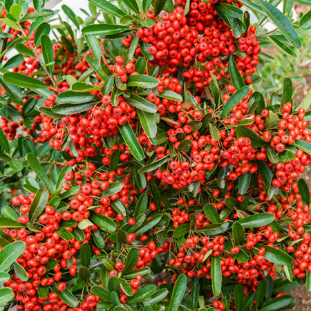 Tűztövis (Pyracantha 'Mohave')