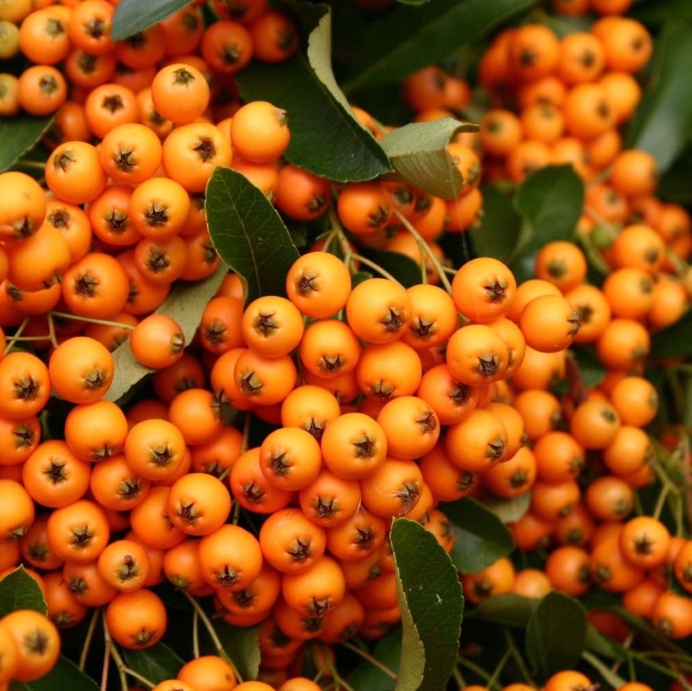 Tűztövis (Pyracantha x 'Orange Charmer')