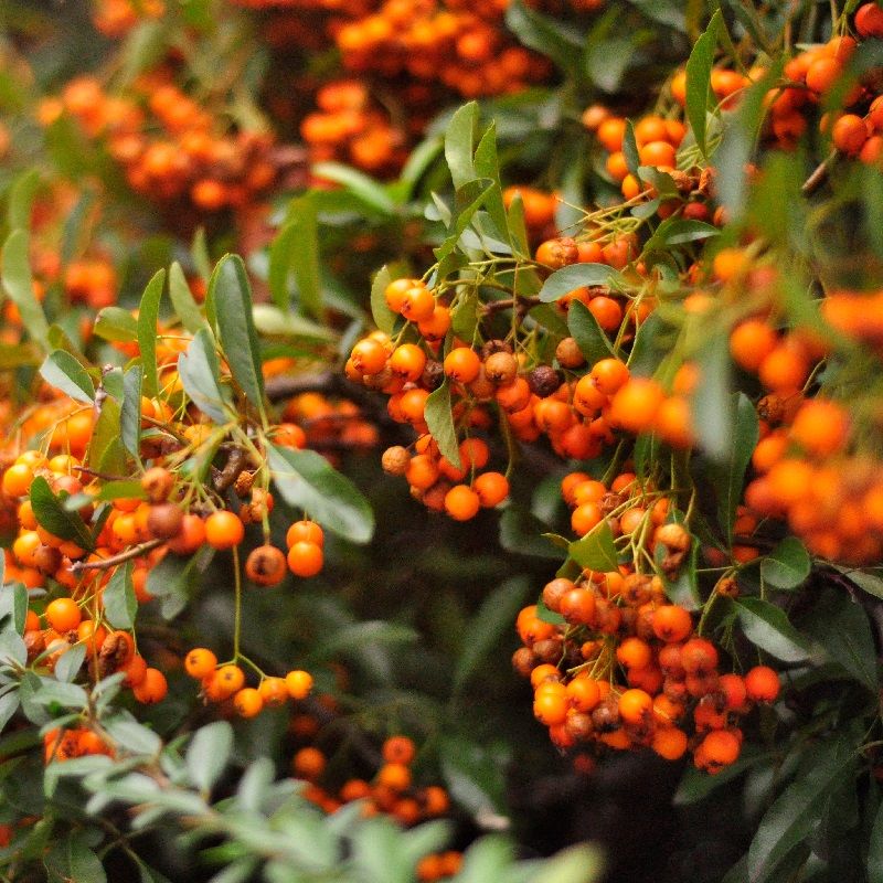 Tűztövis (Pyracantha x 'Orange Charmer')