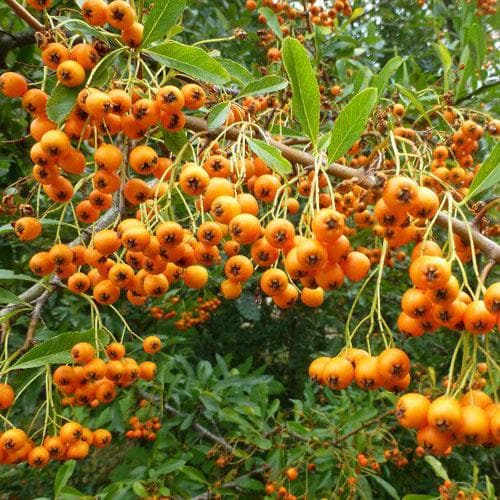 Tűztövis (Pyracantha x 'Orange Charmer')