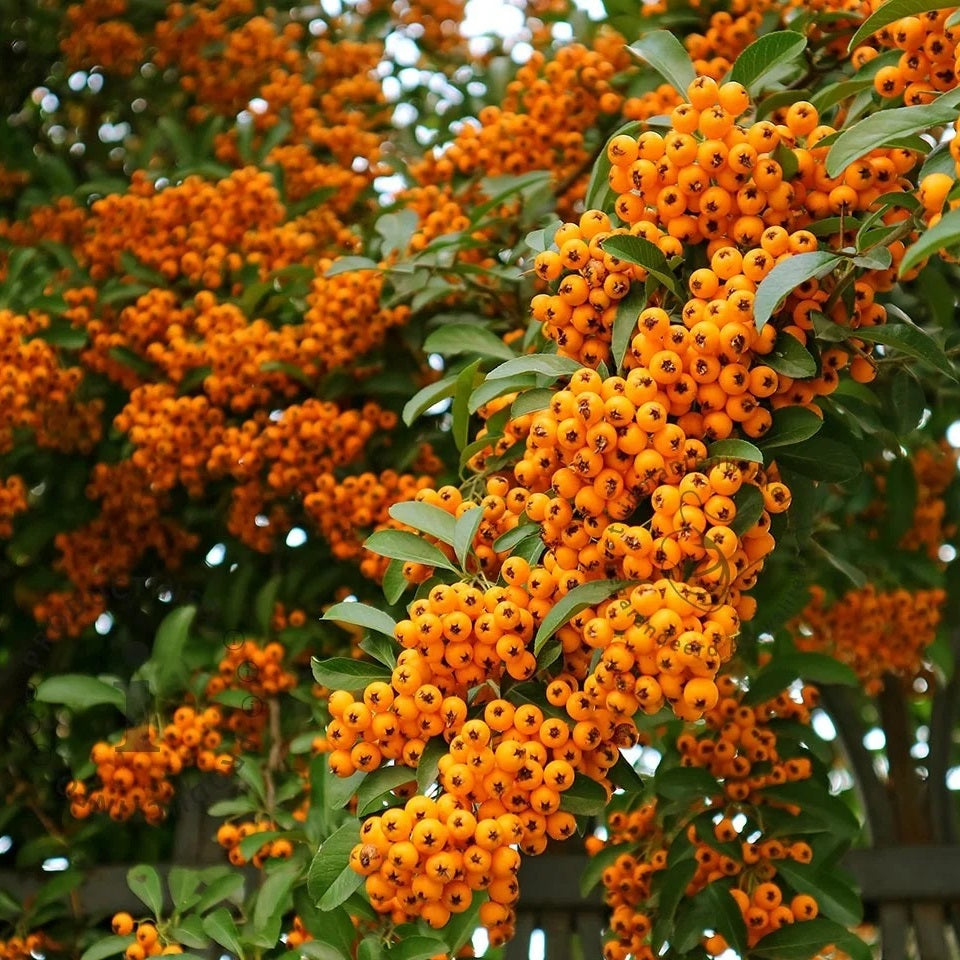 Tűztövis (Pyracantha x 'Orange Charmer')