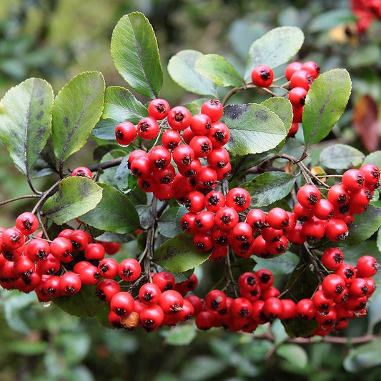 Tűztövis (Pyracantha x 'Red Column')