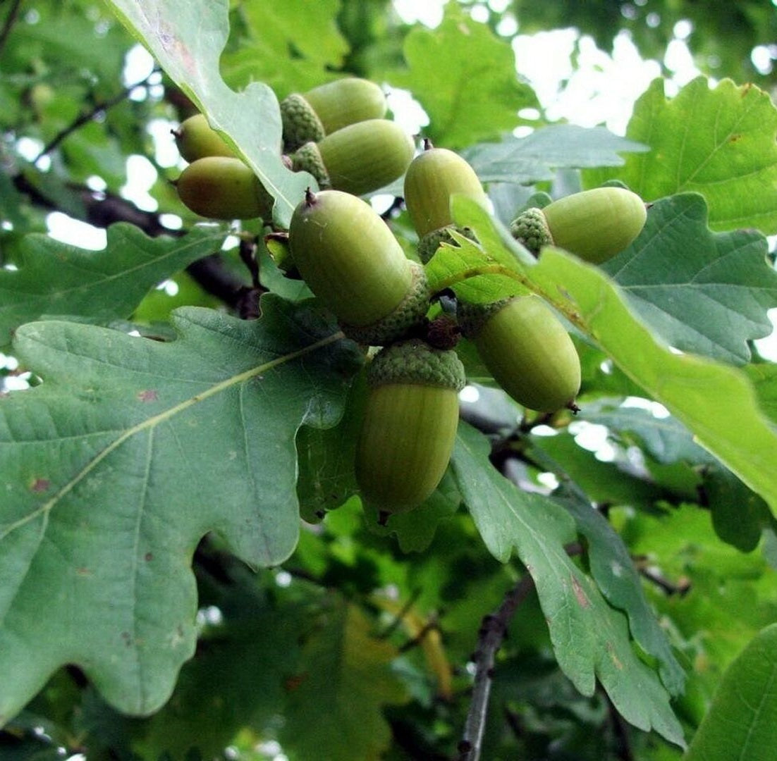 Kocsányos tölgy (Quercus robur)