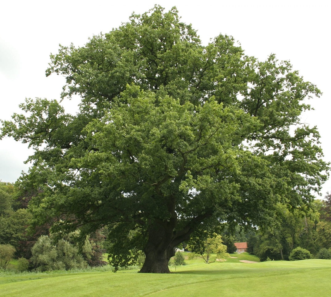 Kocsányos tölgy (Quercus robur)