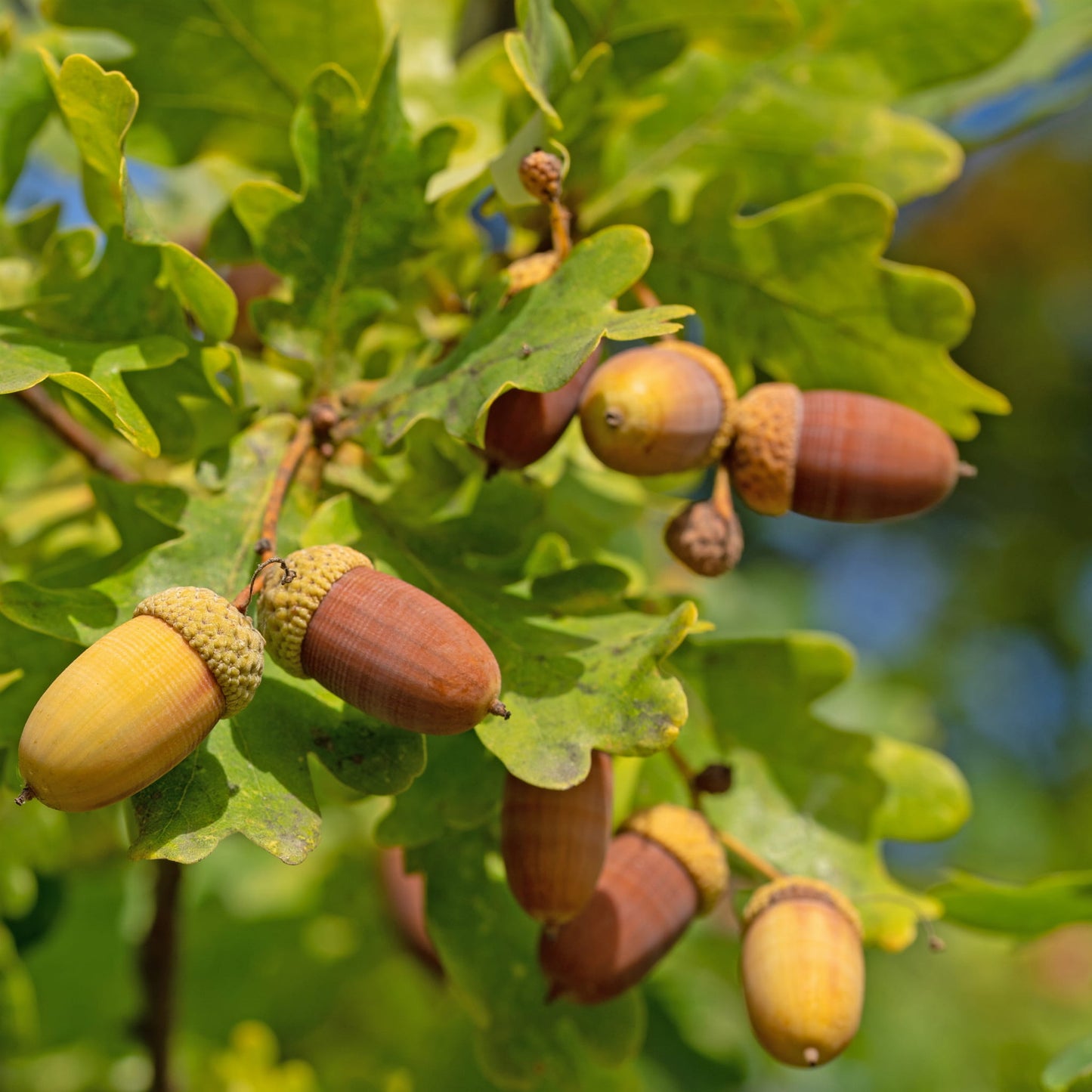 Kocsányos tölgy (Quercus robur)