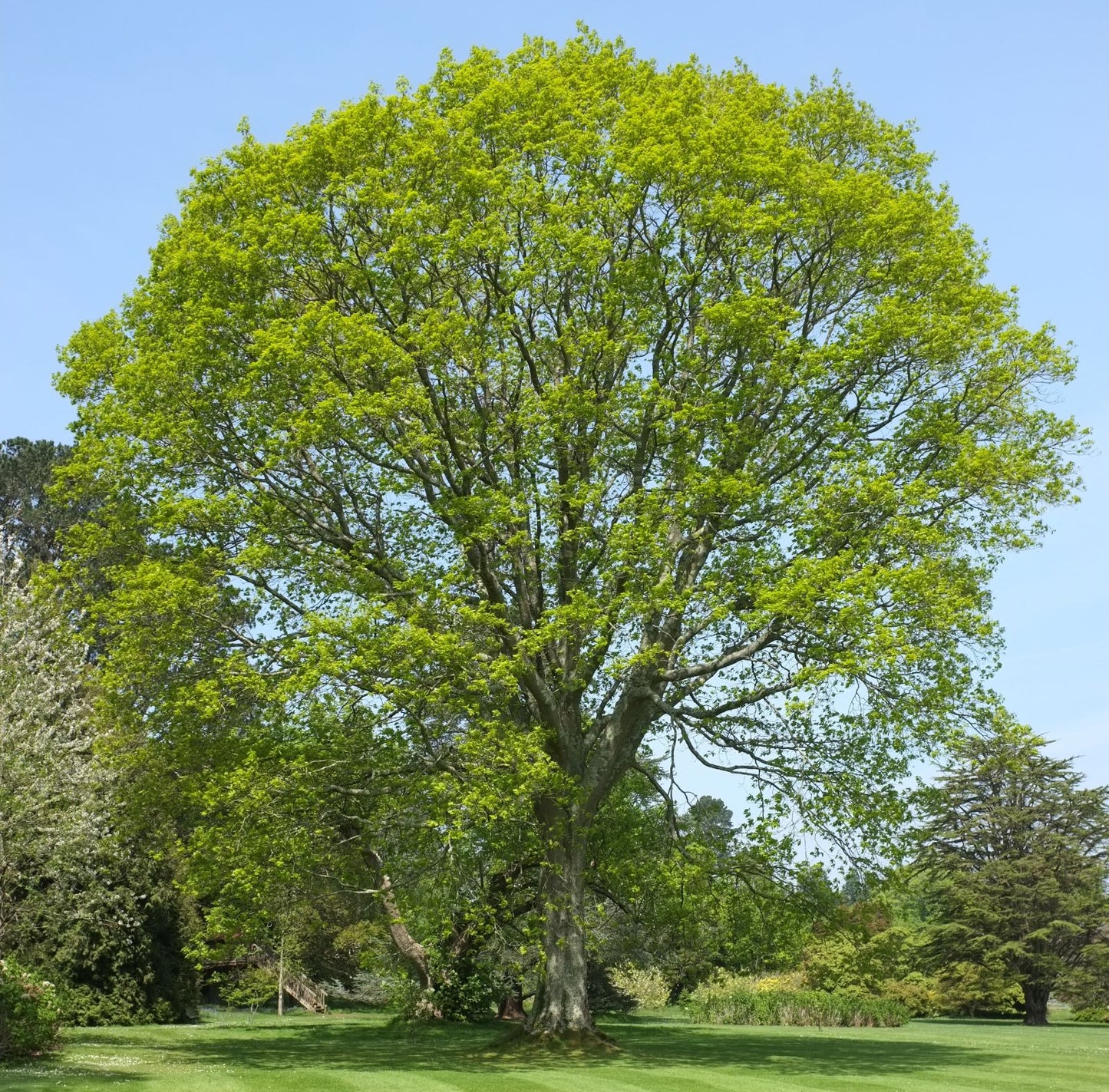 Vörös tölgy (Quercus rubra)