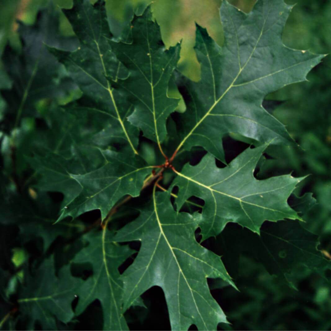 Vörös tölgy (Quercus rubra)