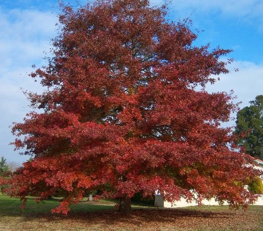 Vörös tölgy (Quercus rubra)