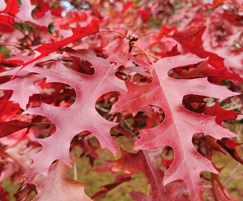 Vörös tölgy (Quercus rubra)