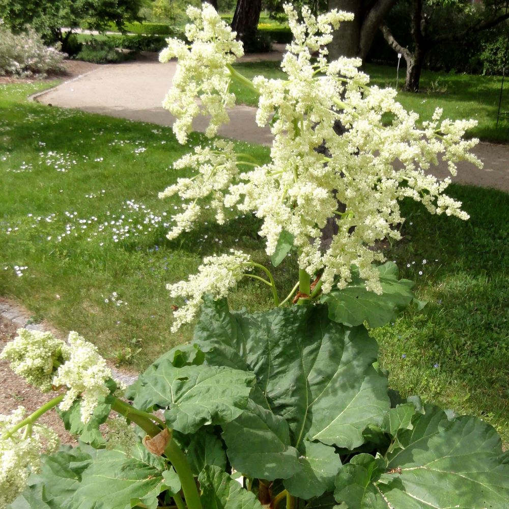 Rebarbara (Rheum rhabarbarum)