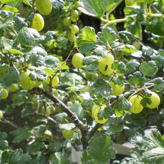Egres (Ribes glossularia/uva-crispa 'Hinnomaki Sárga/Gelb/Gul')
