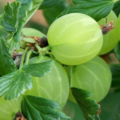 Egres (Ribes glossularia/uva-crispa 'Hinnomaki Sárga/Gelb/Gul')