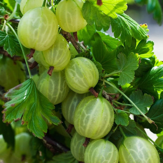 Egres (Ribes glossularia/uva-crispa 'Hinnomaki Zöld/Gron/Grön/Green')