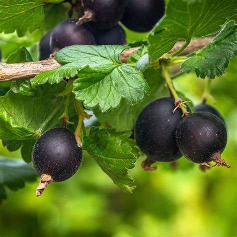 Josta (Ribes nidigrolaria)