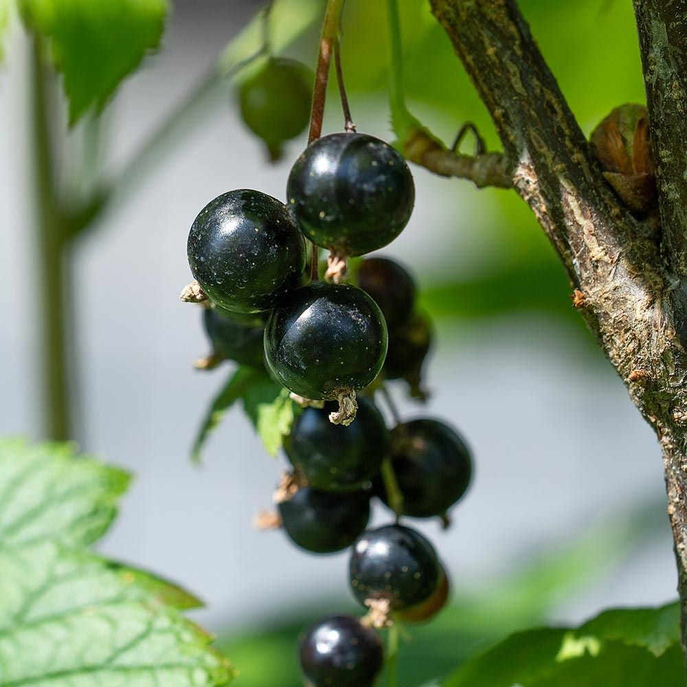 Feketeribizli (Ribes nigrum 'Little Black Sugar')