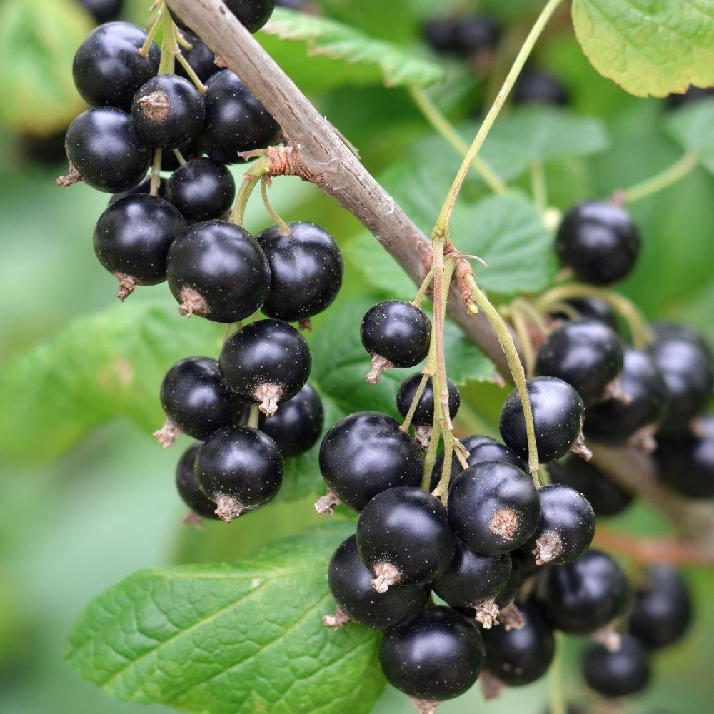 Feketeribizli (Ribes nigrum 'Little Black Sugar')