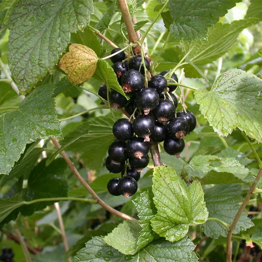 Fekete ribizli (Ribes nigrum 'Titánia')