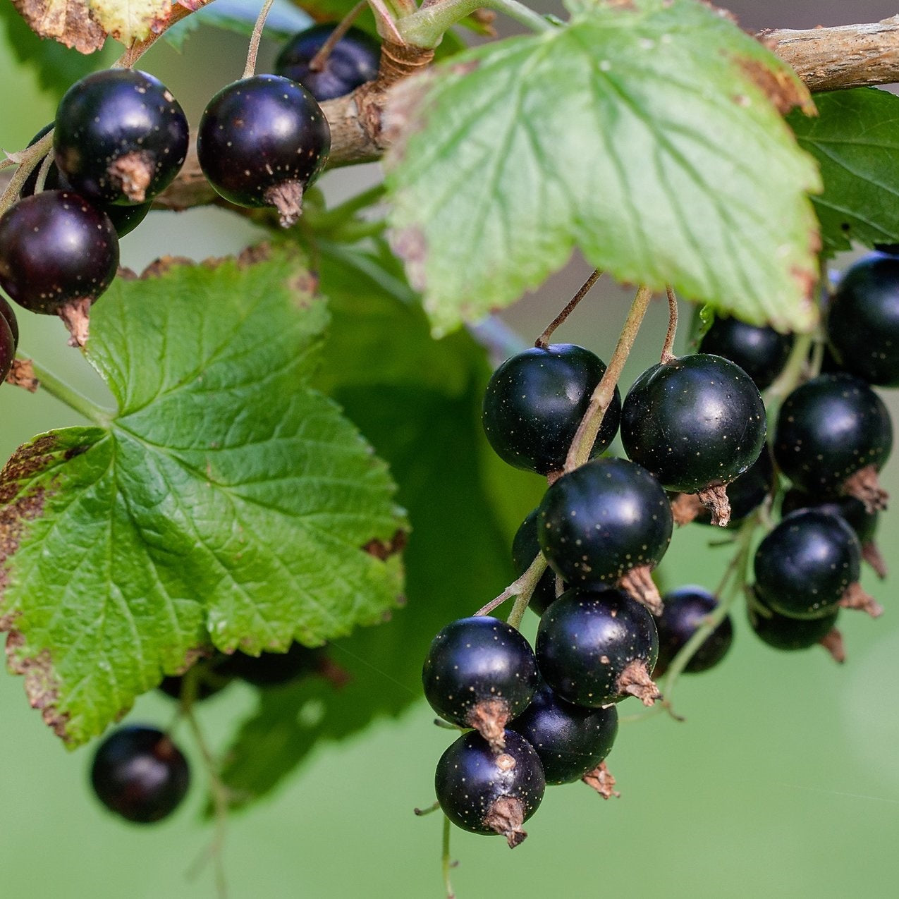 Fekete ribizli (Ribes nigrum 'Titánia')