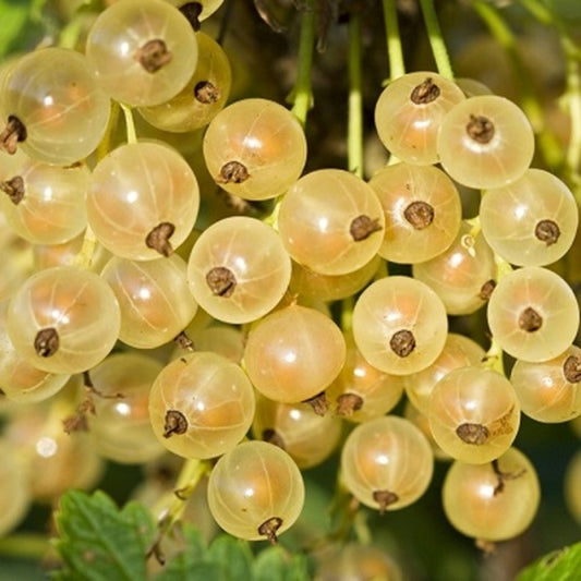 Fehér ribizli (Ribes rubrum 'Blanka')