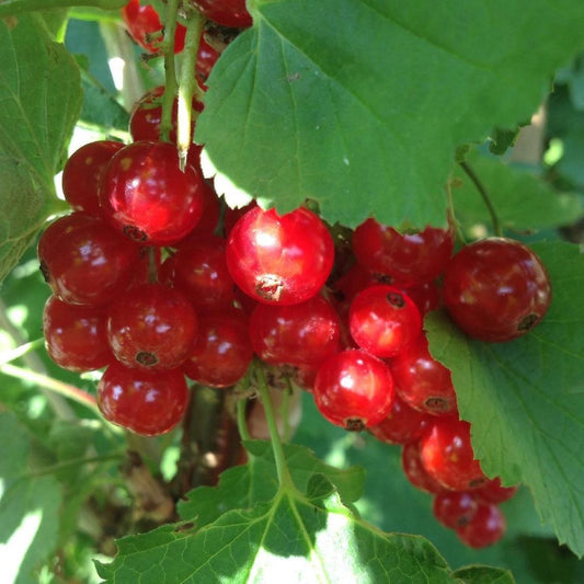 Piros ribizli (Ribes rubrum 'Jonkheer van Tets')