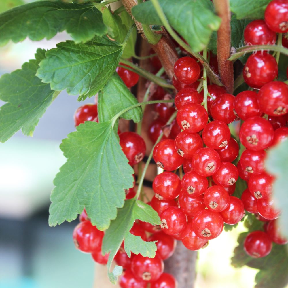 Piros ribizli, rezisztens (Ribes rubrum 'Rovada')