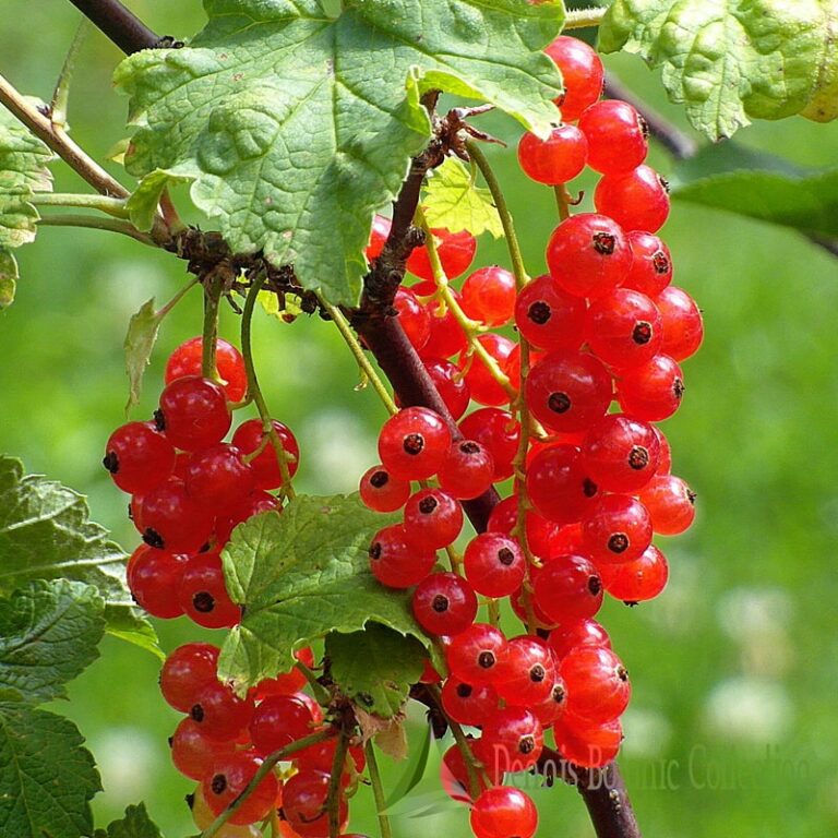 Piros ribizli, rezisztens (Ribes rubrum 'Rovada')