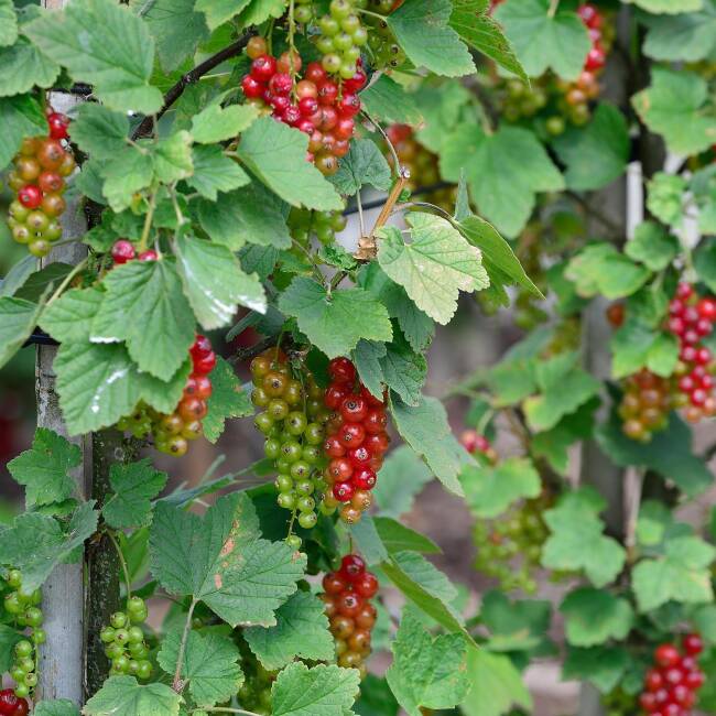 Piros ribizli, rezisztens (Ribes rubrum 'Rovada')