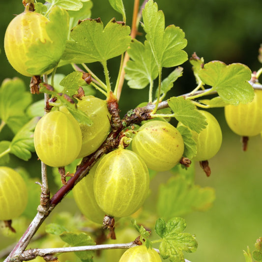 Egres (Ribes grossularia (syn.: Ribes uva-crispa) 'Invicta')