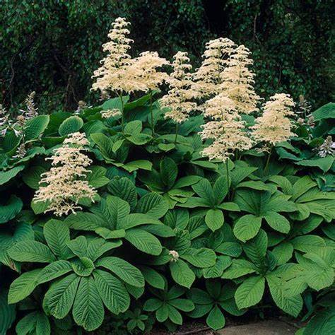 Nagytermetű tópartifű (Rodgersia aesculifolia)