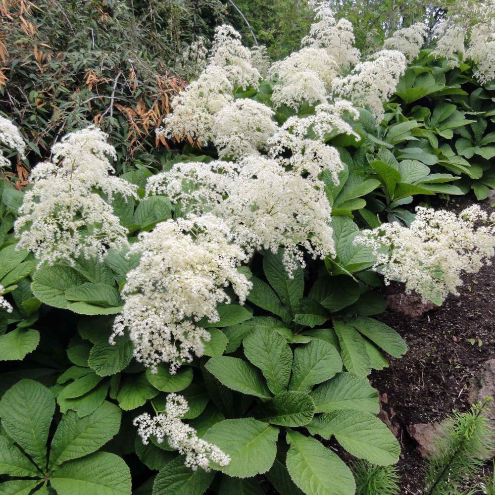 Nagytermetű tópartifű (Rodgersia aesculifolia)