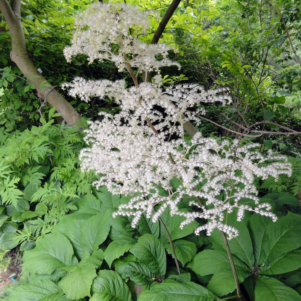 Nagytermetű tópartifű (Rodgersia aesculifolia)