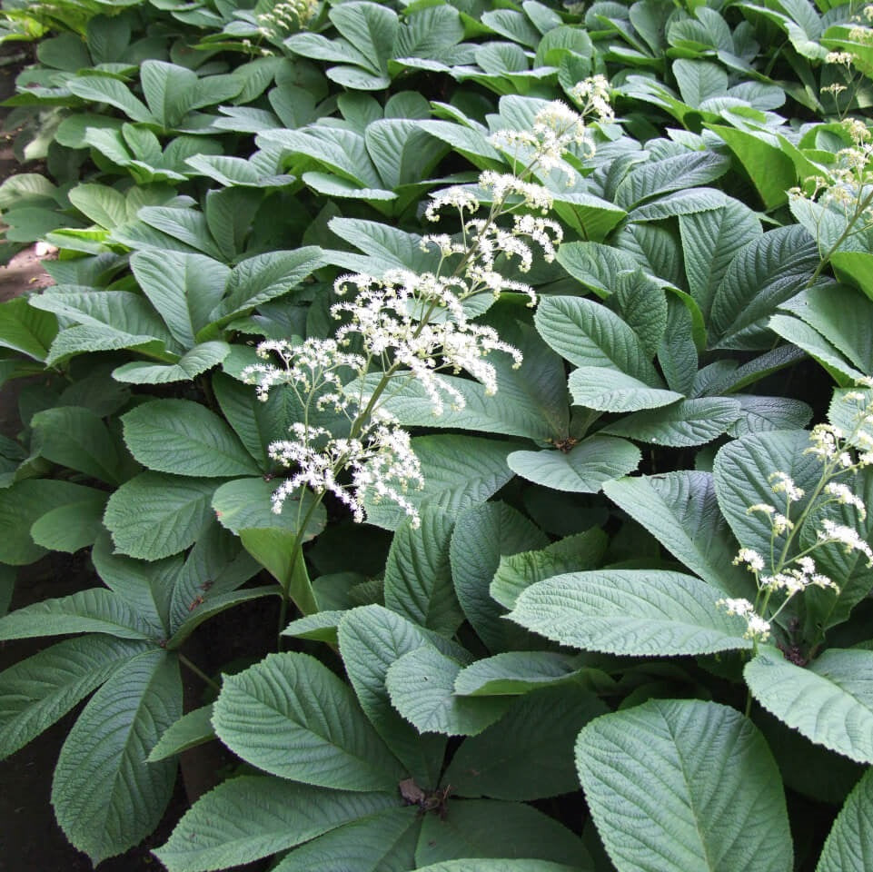 Nagytermetű tópartifű (Rodgersia aesculifolia)