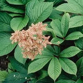 Tenyeres tópartifű (Rodgersia pinnata)