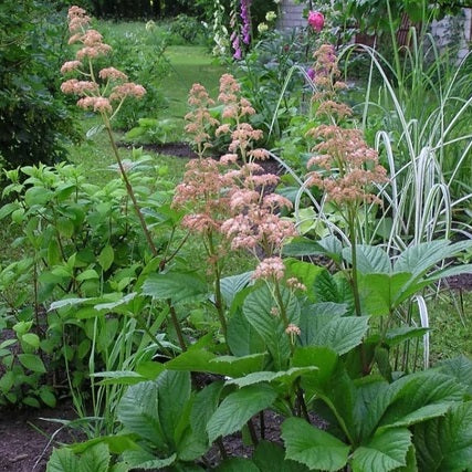 Tenyeres tópartifű (Rodgersia pinnata)