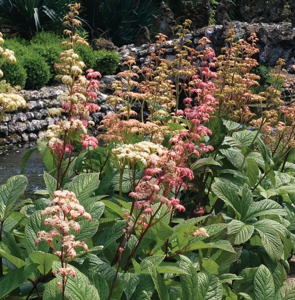 Tenyeres tópartifű (Rodgersia pinnata)